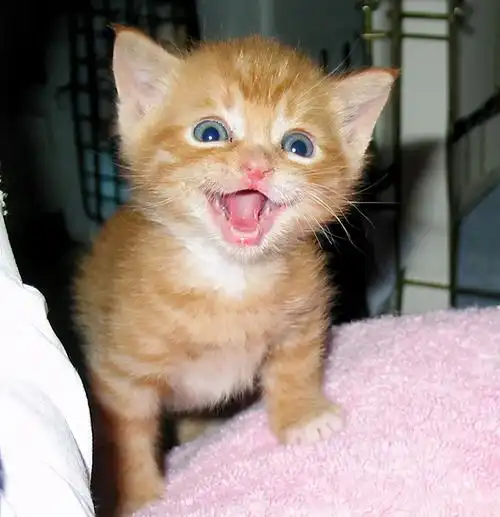 一组猫咪微笑的温暖图片:看完后心情都愉悦了