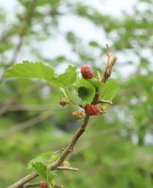 山上有野桑葚,微甜
