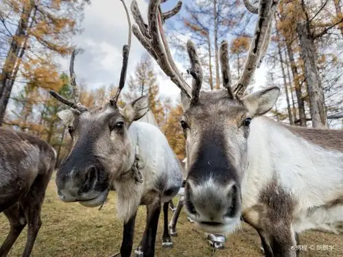 "驯鹿只见于大兴安岭东北部林区""我们去的是奥鲁古雅驯鹿之乡""一只