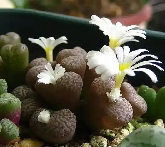 石生花欣赏_石头_读者_图片