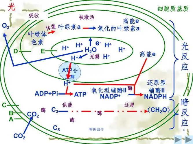 光合作用的过程