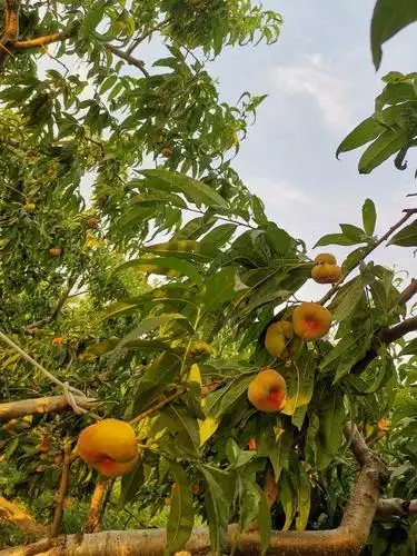 邻家婶婶和她的蟠桃园,酿造了甜酒般淡雅香醇的人生