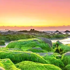 九九艳阳天头像