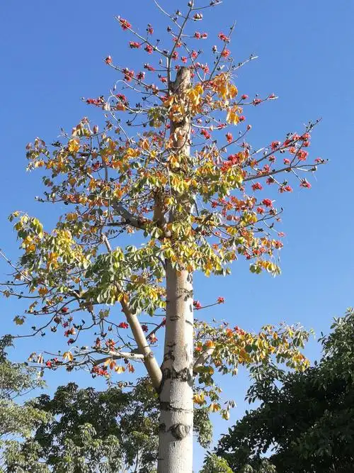 攀枝花又称木棉花,每年二三月份竞相绽放.