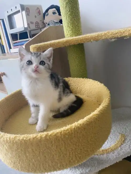 可可爱爱,超级粘人的美短加白#起司弟弟#杭州猫舍