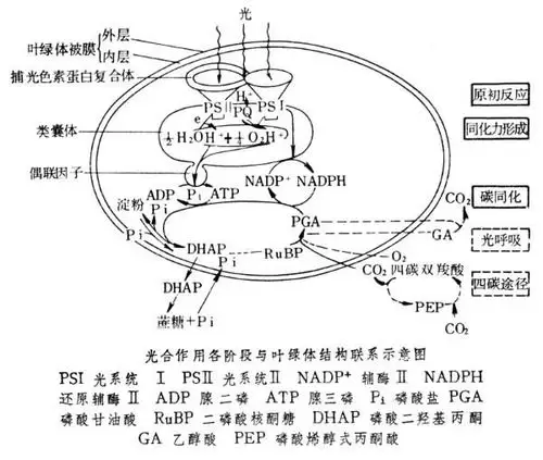 叶绿体是光合作用的主要场所,这句话为什么不对