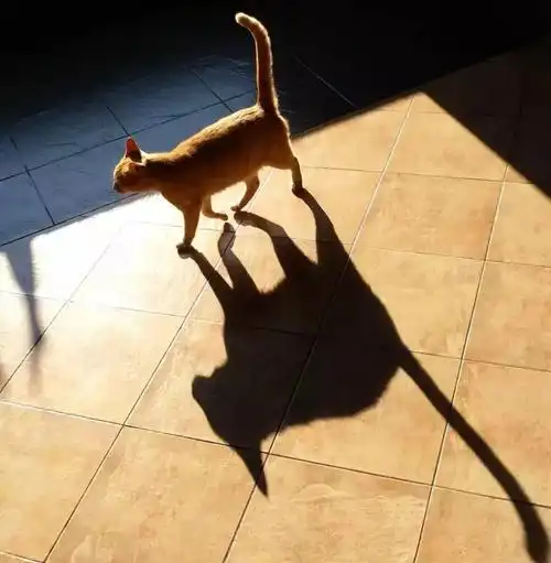 你拍过影子吗真的很有趣不信你试试