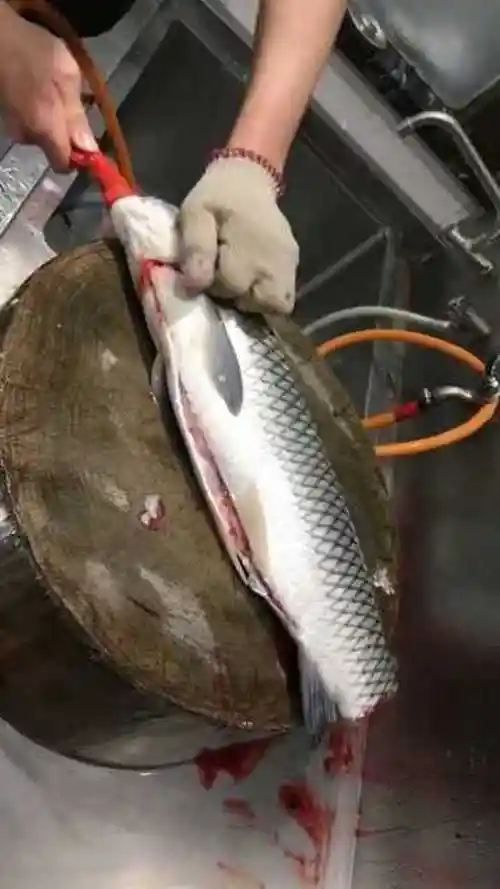 发现更多有趣 杀鱼高手