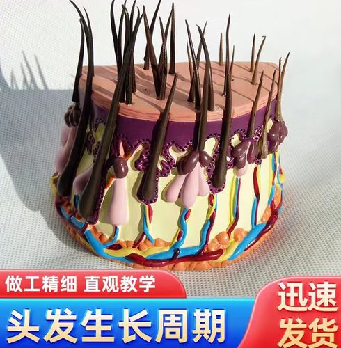 毛发成长过程毛囊放大头发皮肤放大皮肤解剖人体解剖模型
