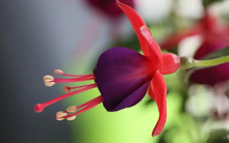 吊钟海棠花唯美高清摄影图片桌面壁纸