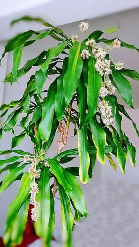 巴西木开花如此美