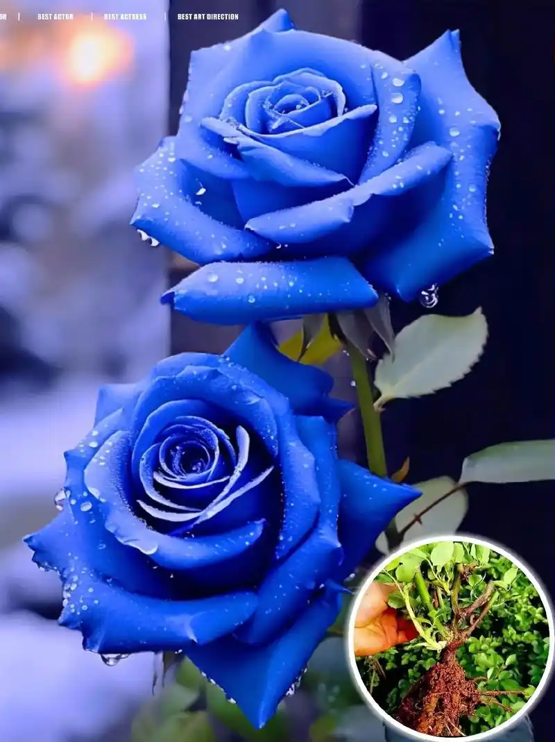 蓝色妖姬花语:相守是一种承诺,人世轮回中怎样才能拥有一份温柔 - 抖