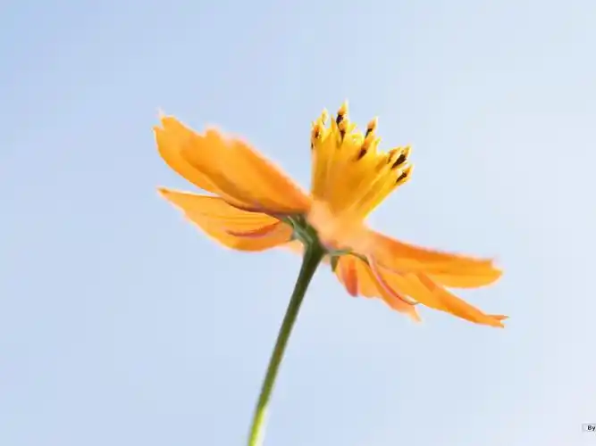 清新风格花卉摄影壁纸33 - 1600x1200