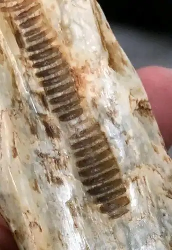 有意思的红山玉器螺旋纹痕迹