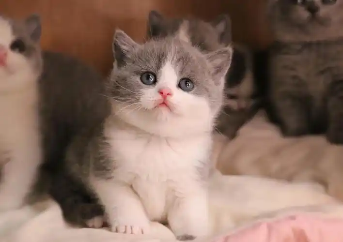 现猫预定英国短毛猫蓝白弟弟
