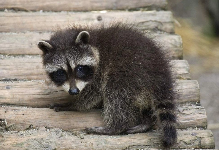 小浣熊又萌又可爱,不少人都想养,但"干脆面君"真的能养吗?