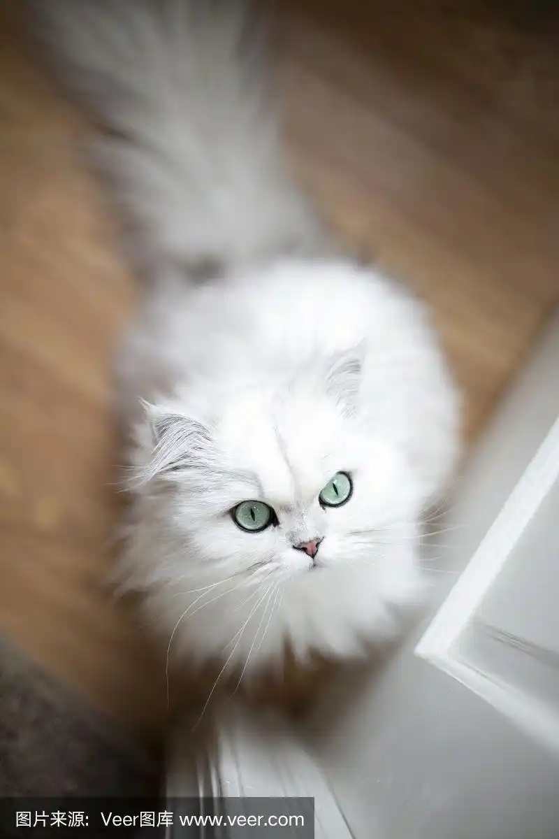 白色,波斯猫,安逸,可爱的,健康