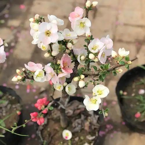 复色双色海棠花苗盆栽四季易活花苞室内庭院阳台好养盆景花卉植物