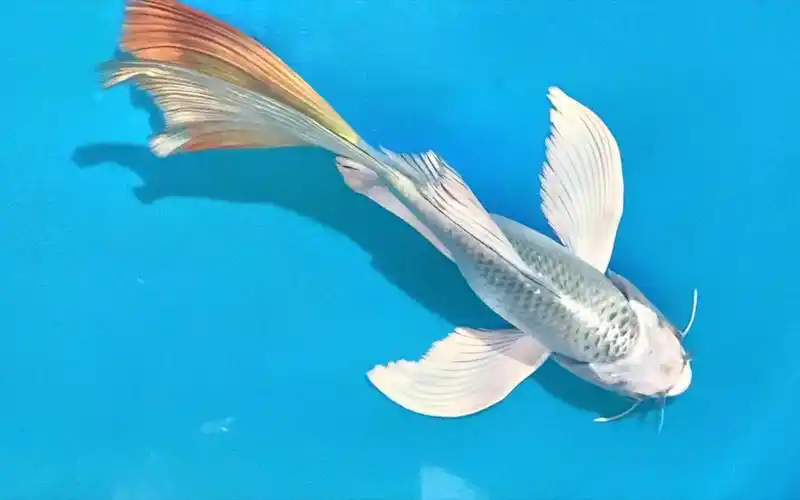 【龙凤锦鲤】为了争一口气,我把它带回家了-养鱼的雨林-默认收藏夹