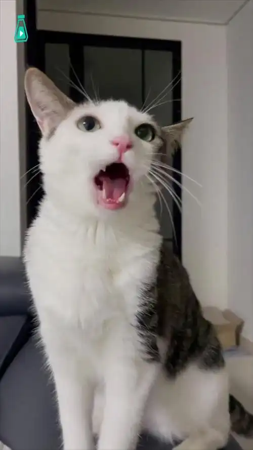 叫声超软的小猫咪,这喵喵声也太酥了