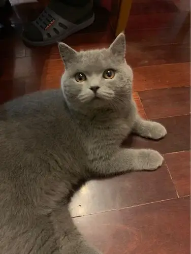 一岁英短蓝猫 - 宠物花鸟市场 - 得意生活-武汉生活消费社区