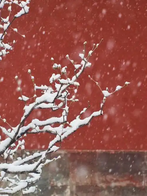 美哉故宫,红墙雪梅网络空间安全学院学生会生活权益部2022年5月9日