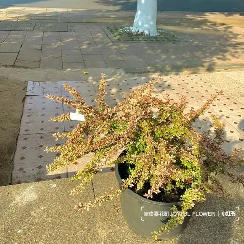 小丑火棘以其春秋季叶色花白,夏季嫩黄,冬季粉红等色泽变化和秋季果实