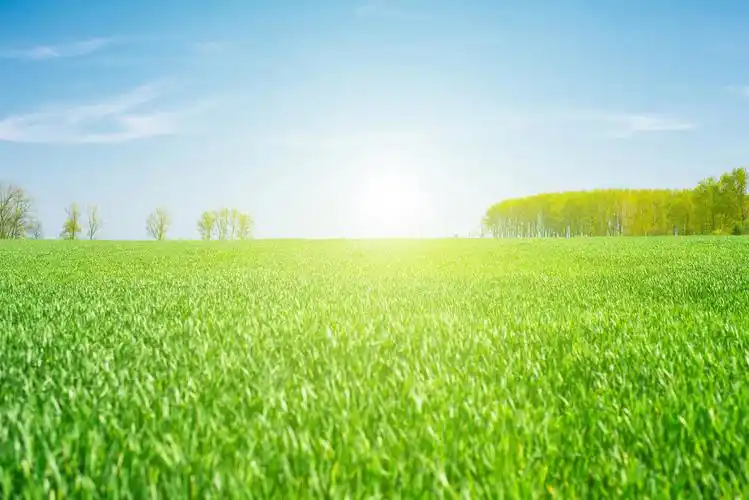 阳光洒在绿色的草地上