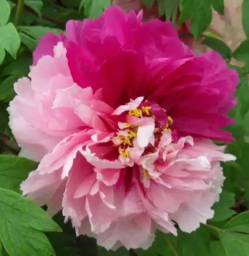 洛阳最全牡丹品种介绍,送给正在赏牡丹的你