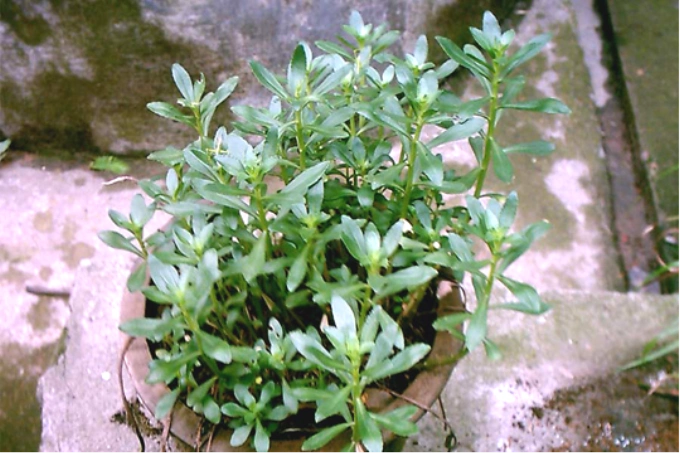 中草药图片大全 >> 伤科,骨科 >> 跌打损伤疼痛用药篇