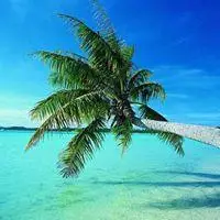 微信头像椰子树自然风景点击鼠标右键下载