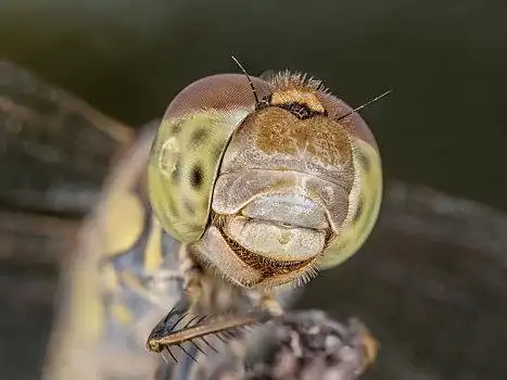 特写,漂亮,蜻蜓