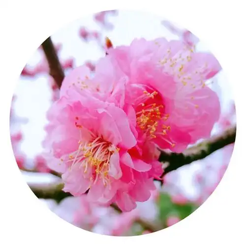 其它 心静自然凉 的美篇 写美篇春风拂面,春暖花开 桃红柳绿杏花白