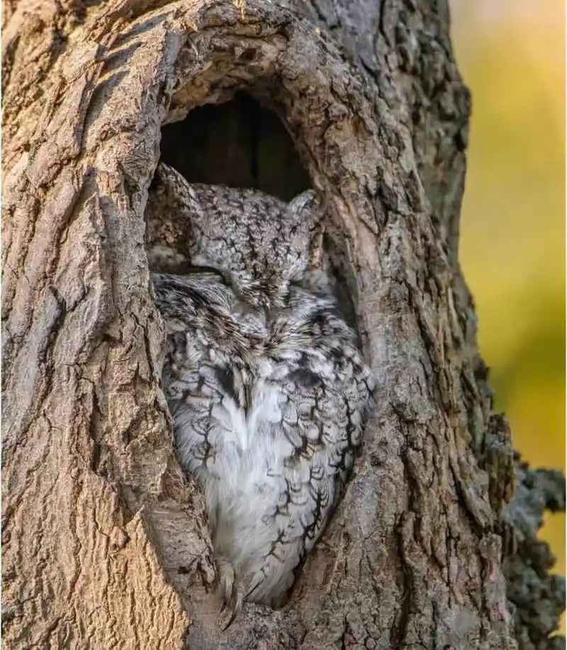 猫头鹰睡觉的样子,哈哈哈感觉有点可爱.[大笑][大笑]#搞笑