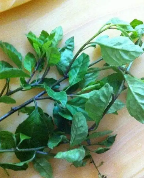 农村俗称的"救命草",能抑制癌症,对高血压疗效甚佳