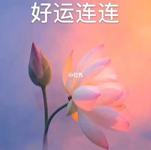 妈妈微信头像 好运荷花头像