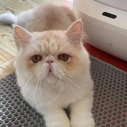 为什么"加菲猫"逐渐退出宠物圈?网友:这5点很遭人嫌弃