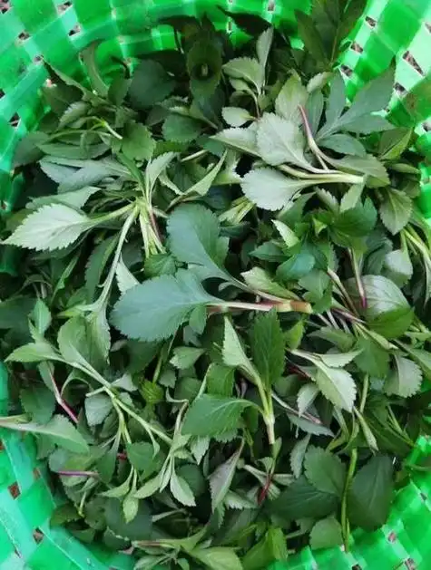 苦菜图片有几种 苦菜图片大全_功效与作用