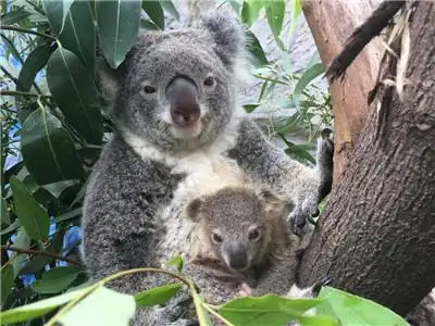 【视频】萌化了!红山新生的考拉小宝宝,躲在育儿袋里看世界