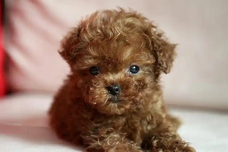 *女孩子最喜欢的泰迪熊犬 【小体型长不大泰迪熊幼犬出售】