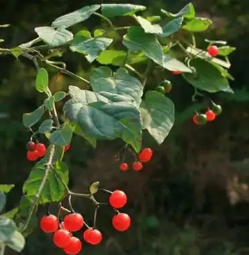 中药材正品 白毛藤 白英 蜀羊泉 谷菜 胡毛藤 500克 包邮