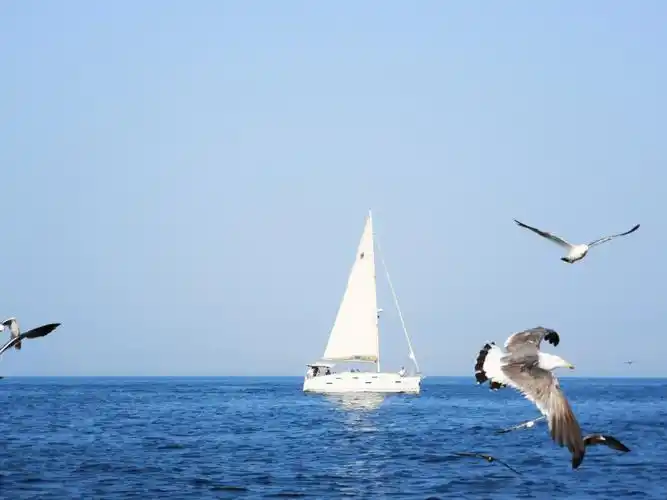 美丽的大连港湾,海鸥将迎接你尊贵的客人(手机拍摄)