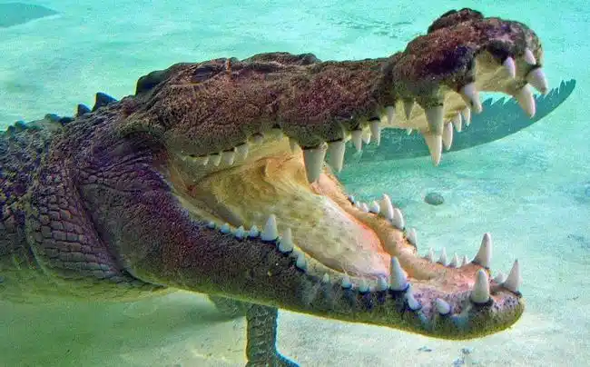 图为鳄鱼的牙齿,虽然鳄鱼的牙并没有狮子老虎那般具有撕咬功能,迭它