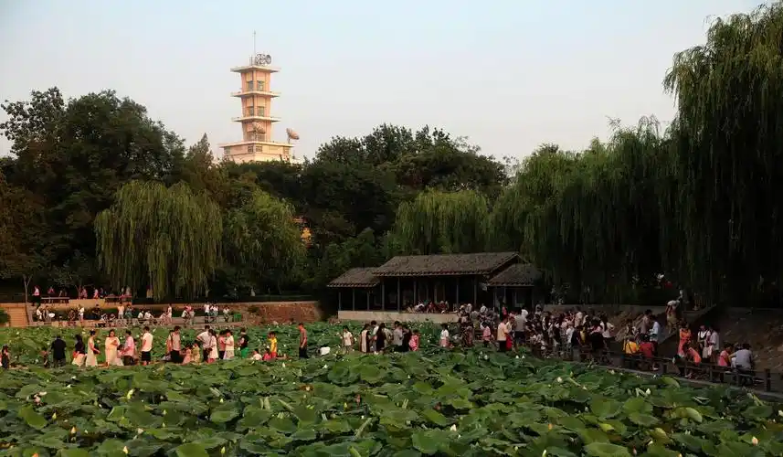 郑州紫荆山公园荷花醉游人_网易订阅