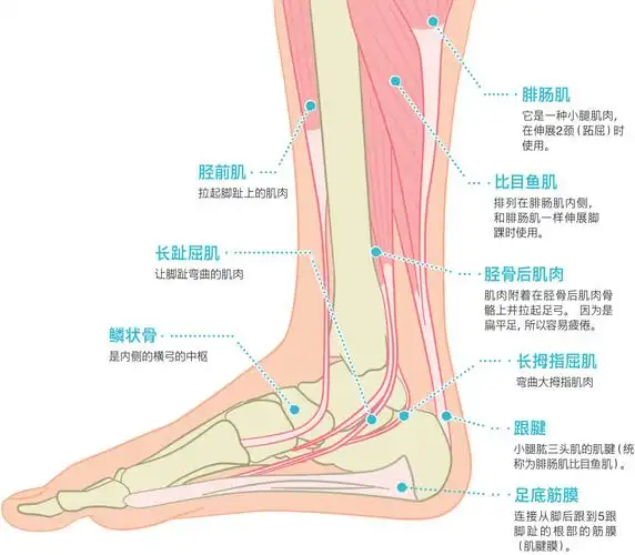 足弓过高,着地时,脚趾根部和脚后跟易受到冲击,这个部位也容易疼痛.