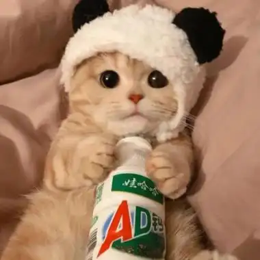 最萌猫咪头像高清好看的萌系猫咪头像图片