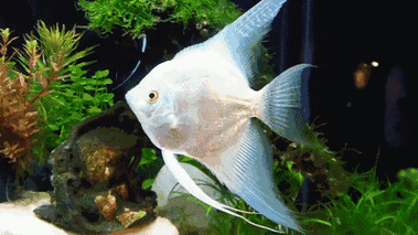 鱼类演化的故事远比你想象中精彩