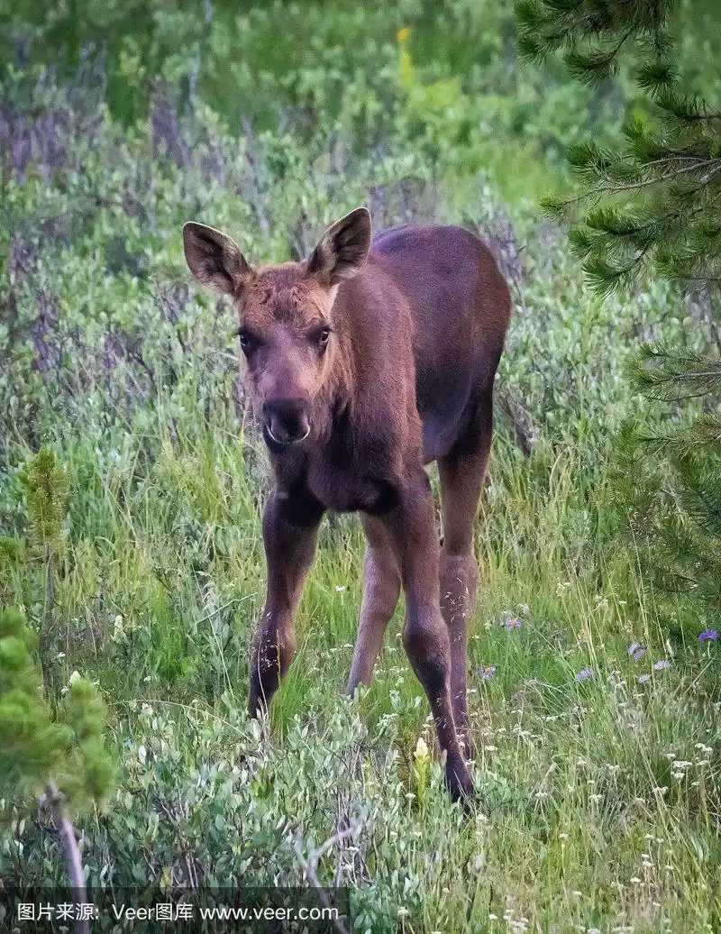 小驼鹿,科罗拉多州,自然,垂直画幅,野生动物
