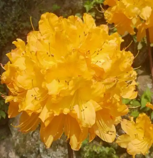 岭上开遍映山红