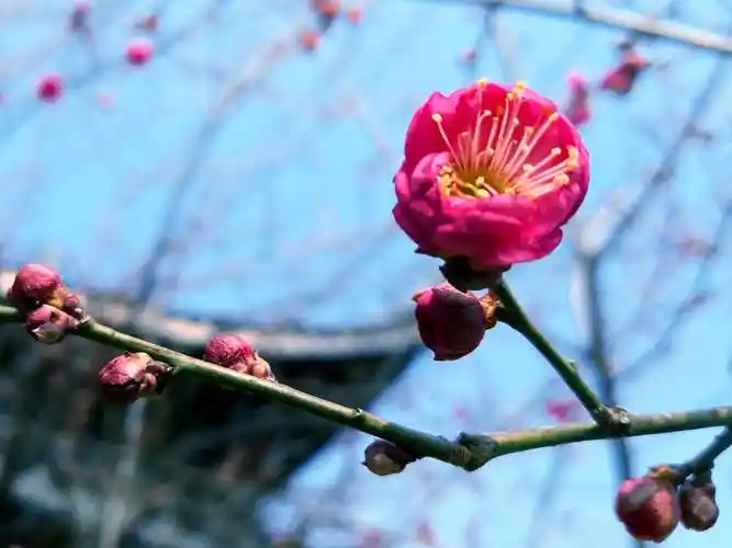 20190123凌霜傲雪梅花